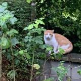 Picture of cat found at Saint Aubin De Courteraie