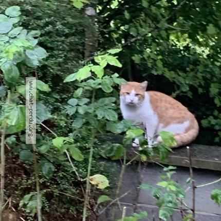 Photo 1/3 Found cat Found in Saint aubin de courteraie