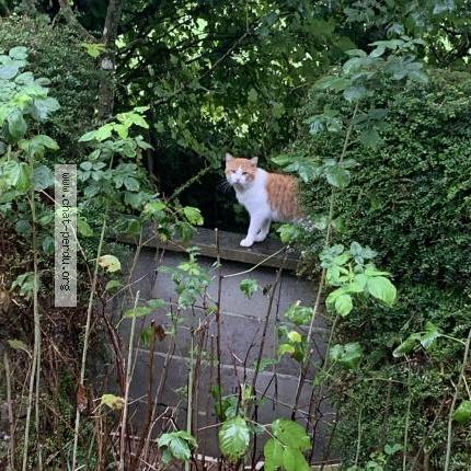 Photo 2/3 Found cat Found in Saint aubin de courteraie