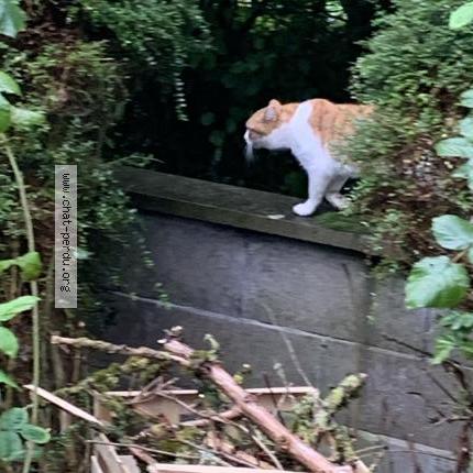 Photo 3/3 Found cat Found in Saint aubin de courteraie