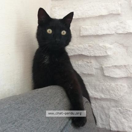 Photo 1/1 Pompon Chat lost in Tonnay charente