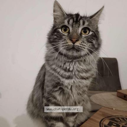 Photo 1/1 UTCHI Chat lost in Bouchain