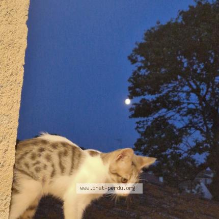 Photo 1/1 Paco Chat lost in Tourbes