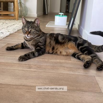 Photo 1/1 Vortex mais on l&rsquo;appelle minette Chat lost in Montussan