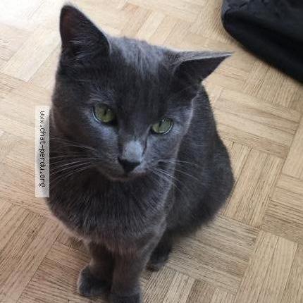 Photo 1/2 Rom&eacute;o Chat lost in Lamothe landerron