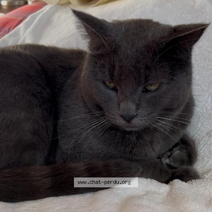 Photo 2/2 Rom&eacute;o Chat lost in Lamothe landerron