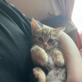 Picture of cat found at Yzeure