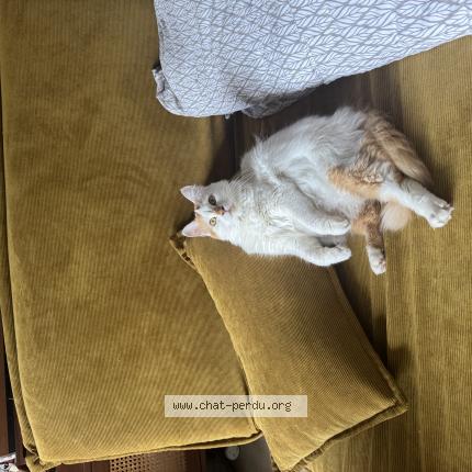 Photo 1/1 Hanoï Chat lost in La teste de buch