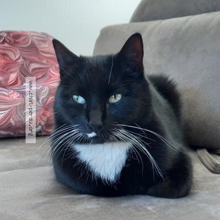 Photo 1/1 Wifi Chat lost in Montegnee