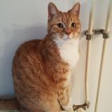 Picture of cat lost at Bagneux