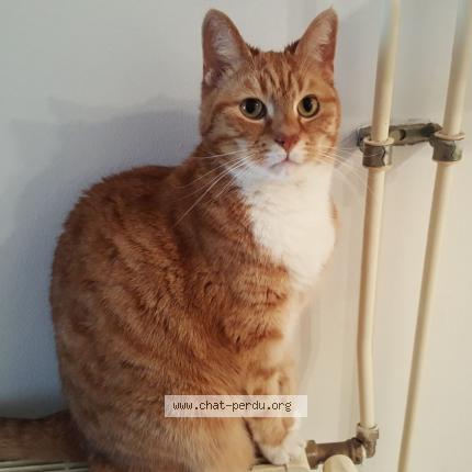 Photo 1/1 WAX Chat lost in Bagneux