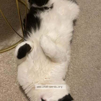 Photo 1/1 Moustique Chat lost in Montpellier