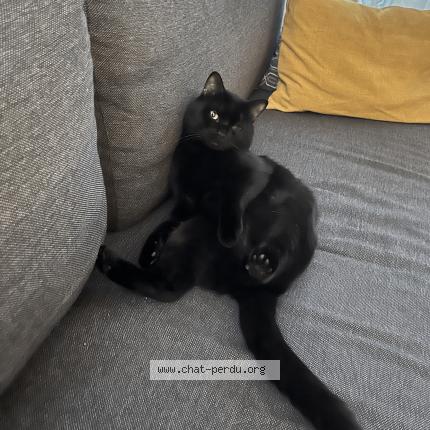 Photo 1/1 Boï Chat lost in Asnieres sur seine