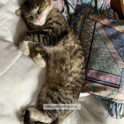 Photo 1/1 Mistigri Chat lost in Champnetery