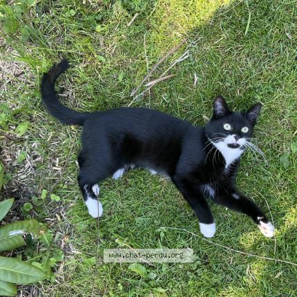 Photo 1/1 Luna Chat lost in Andenne