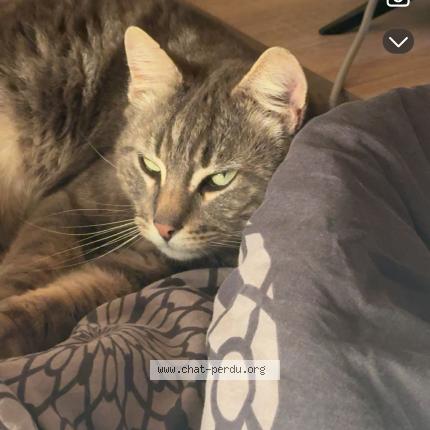Photo 1/1 Napoleon Chat lost in Alboussiere
