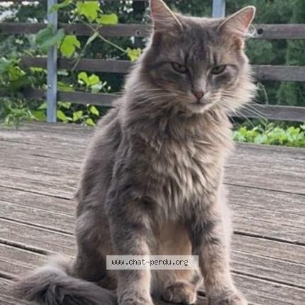 Photo 1/1 Timinette Chat lost in Vernoux en vivarais