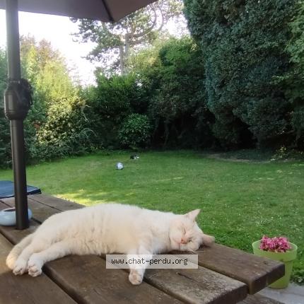 Photo 1/1 Sabine Morselli Chat lost in Embourg