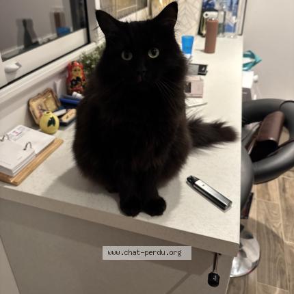 Photo 1/1 Blacky Chat lost in Orleans