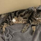 Picture of cat lost at Bussy St Georges