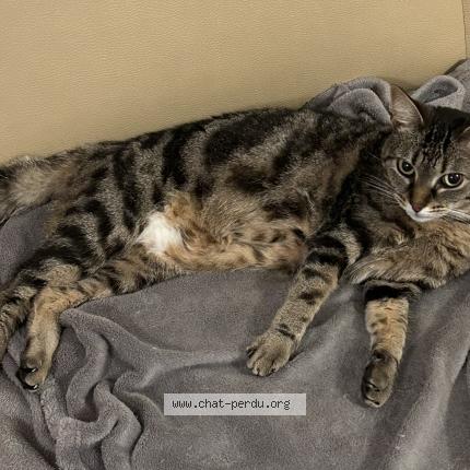 Photo 1/1 Alaya Chat lost in Bussy st georges