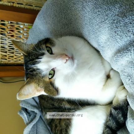 Photo 1/1 Jojo Chat lost in Saint urbain