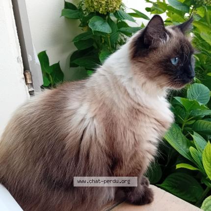 Photo 1/1 Bonnie Chat lost in Albias