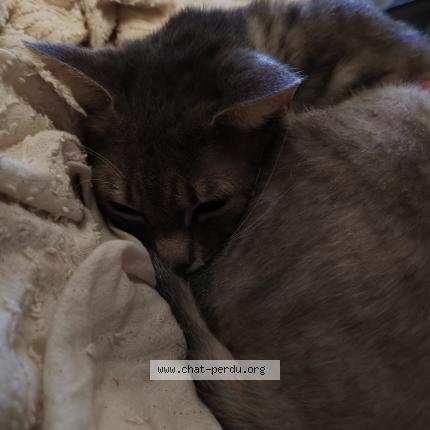 Photo 1/1 Sokie Chat lost in Tourcoing