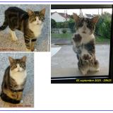 Picture of cat found at Mayenne