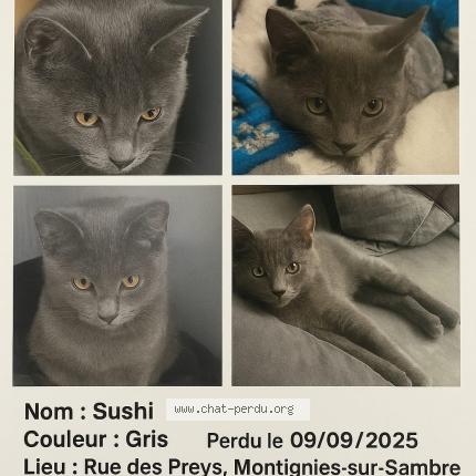 Photo 1/1 Sushi Chat lost in Charleroi