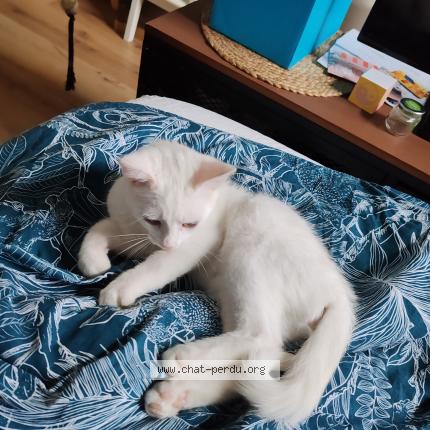 Photo 1/1 Teddy Chat lost in Namur