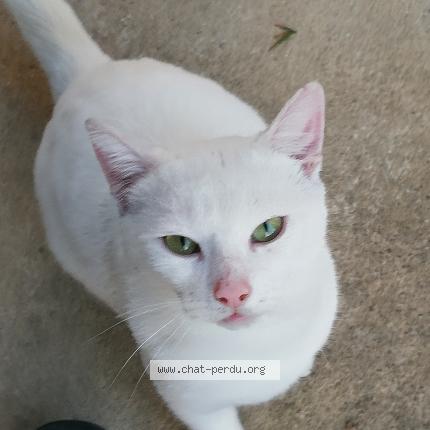 Photo 1/1 Found cat Found in Beaumais