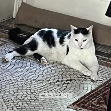 Foto 1/1 Kat teruggevonden Vermist in Ottignies