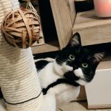 Picture of cat lost at Oberhaslach