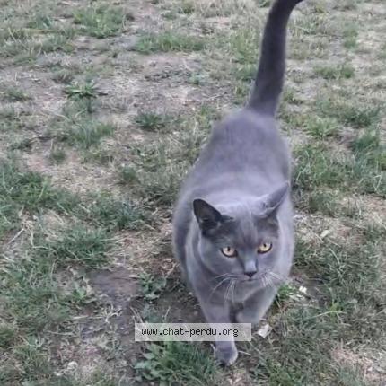 Photo 1/1 Moustache Chat lost in Butry sur oise