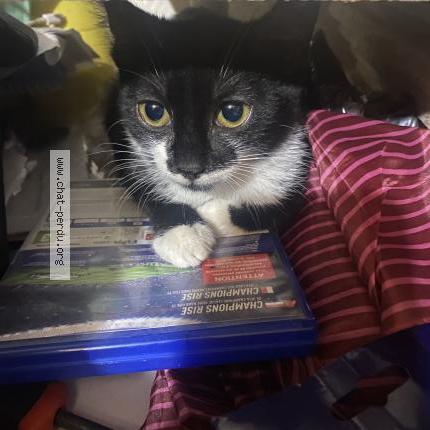 Foto 1/1 Kat teruggevonden Vermist in Tubize