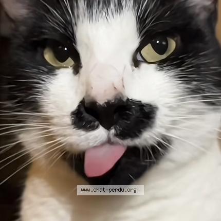 Photo 1/1 Kyomi Chat lost in Issy les moulineaux