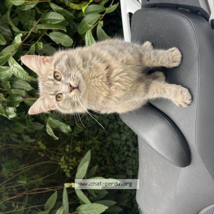 Photo 1/1 Found cat Found in Argenteuil