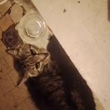 Picture of cat found at Bordeaux