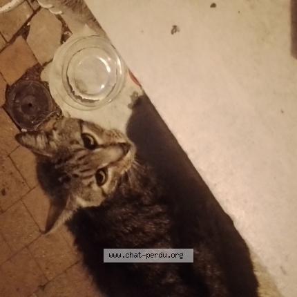 Photo 1/1 Found cat Found in Bordeaux