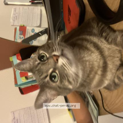 Photo 1/1 Mimi Chat lost in Toulouse