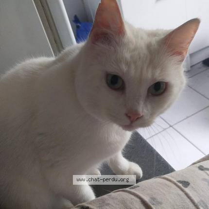 Photo 1/1 Minette Chat lost in Nimes