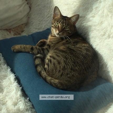 Photo 1/1 Cat reunited Lost in Charenton