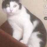 Picture of cat lost at Montbrison