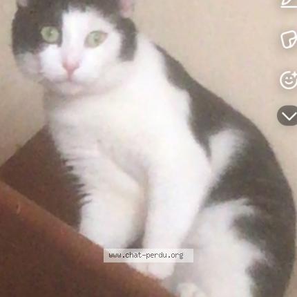 Photo 1/2 Spéculoos Chat lost in Montbrison