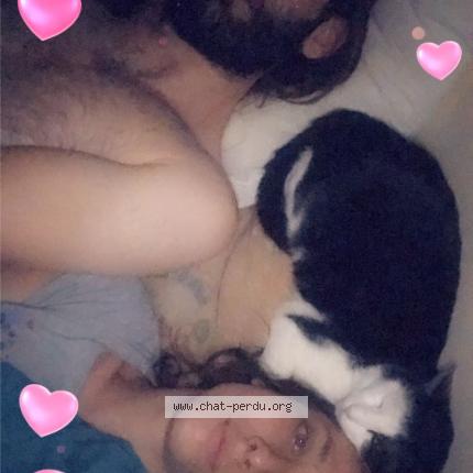 Photo 2/2 Spéculoos Chat lost in Montbrison