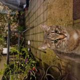 Picture of cat found at Lille