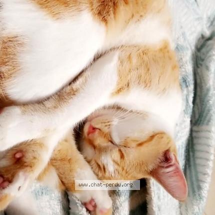 Photo 1/1 Bibi Chat lost in Mezeray