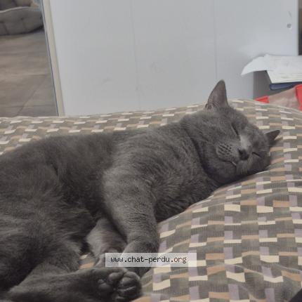 Photo 1/1 Beerus Chat lost in Aubagne