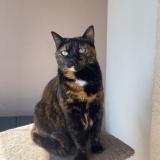 Picture of cat lost at Saint Bonnet De Mure